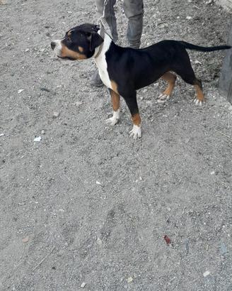 Pitbull