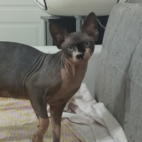 Sphynx