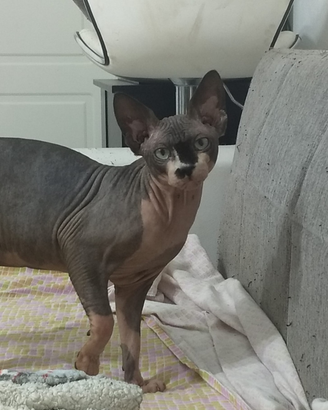Sphynx