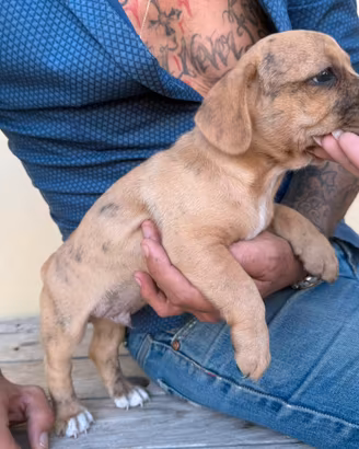 American bulldog