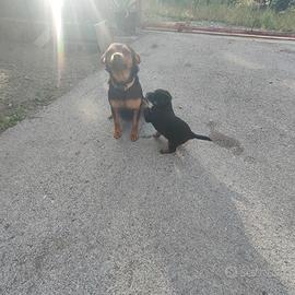 N.3 Cucciole meticce