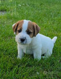 Maschio jack Russell terrrier
