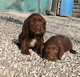 Cocker spaniel inglese