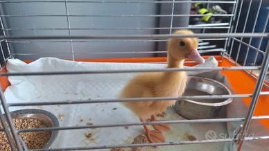 Paperella con gabbia