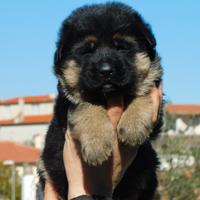 Cuccioli di Pastore Tedesco con pedigree ENCI