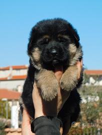 Cuccioli di Pastore Tedesco con pedigree ENCI