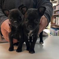 Dolci cuccioli di chihuahua