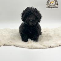 Stupendo maschietto Barboncini Black