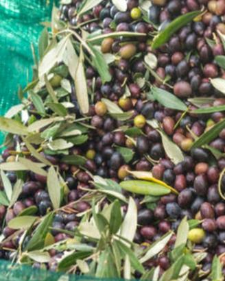 reti per raccolta olive
