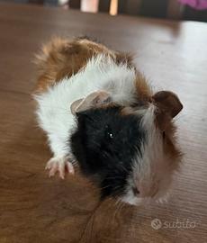 Cuccioli di cavia