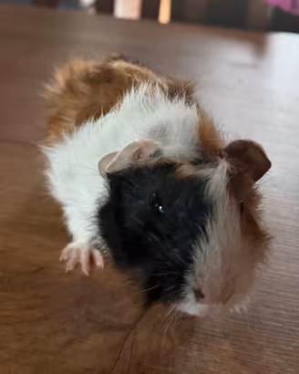 Cuccioli di cavia