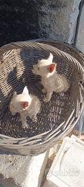 Cucciole di West highland White terrier