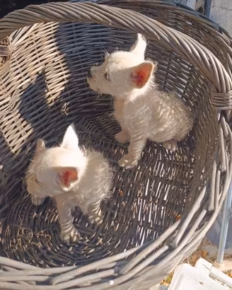 Cucciole di West highland White terrier
