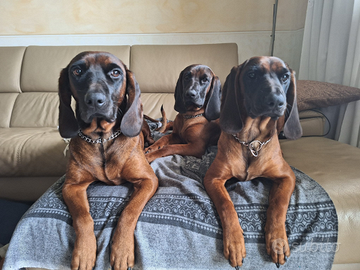 Segugio Bavarese da Montagna - BGS