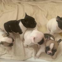 Bulldog francese
