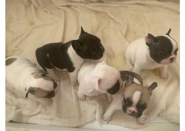 Bulldog francese
