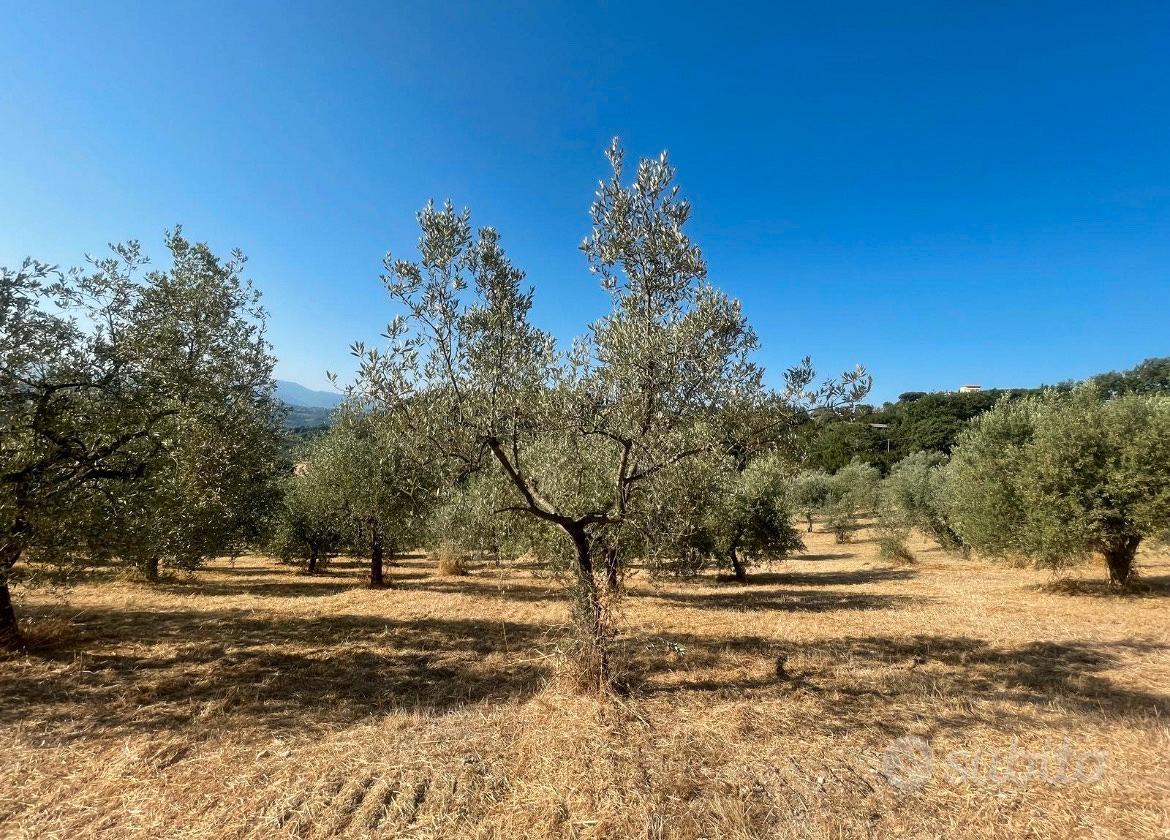 Terreno con oliveto e frutteto - Vista 2