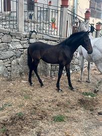 Puledro