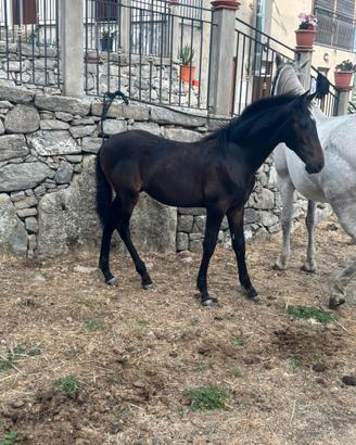 Puledro