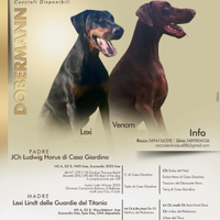 Cuccioli Dobermann