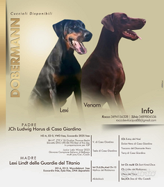Cuccioli Dobermann