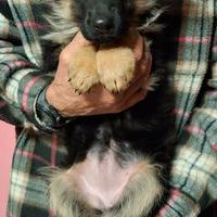 Cuccioli pastore tedesco