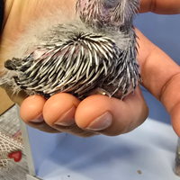 Inseparabili calopsite pulli singoli e coppie