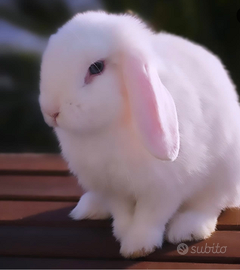 Coniglio nano Minilop Femmina