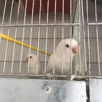 Pappagalli inseparabili allevati a mano