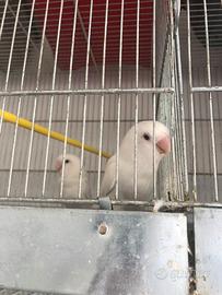 Pappagalli inseparabili allevati a mano