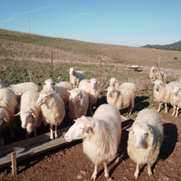 Montoni ( arieti )a.p.a . sassari nuoro