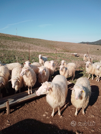 Montoni ( arieti )a.p.a . sassari nuoro