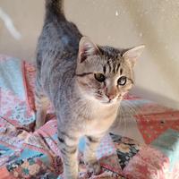 Pierino gattino 6 mesi con un solo occhio