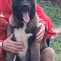 Akita Americano razza gigante