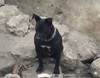 Pit bull femmine