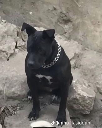 Pit bull femmine