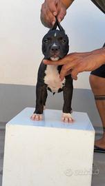american Pitbull terrier 