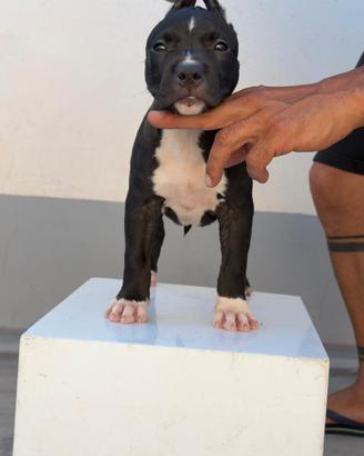american Pitbull terrier 