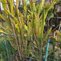 opuntia monacantha alto 180 cm