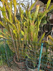 opuntia monacantha alto 180 cm