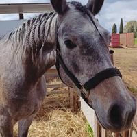 Cavallo arabo x appaloosa