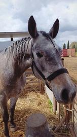 Cavallo arabo x appaloosa