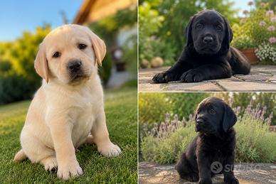 Labrador cuccioli