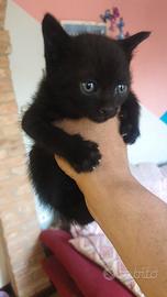 Cucciolo di gatto maschio dolcissimo