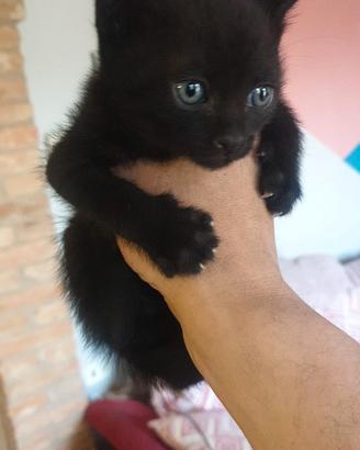 Cucciolo di gatto maschio dolcissimo