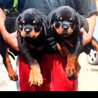 Rottweiler cuccioli