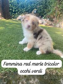 Pastori Australiani cuccioli