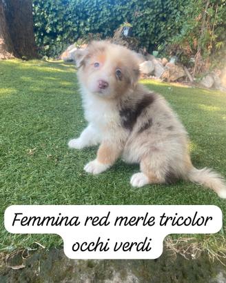 Pastori Australiani cuccioli