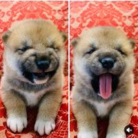 Shiba Inu cuccioli con pedigree