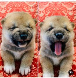 Shiba Inu cuccioli con pedigree